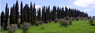 viale di cipressi al poggiolo delle rose